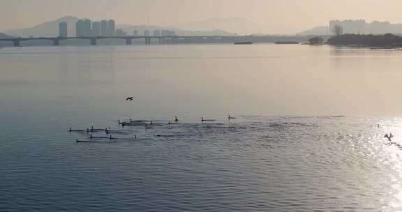 杭州双浦钱塘江五丰岛生态环境鸬鹚越冬风光