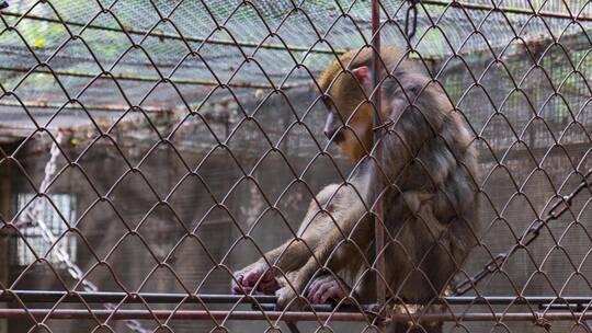 笼子里的猴子视频素材模板下载