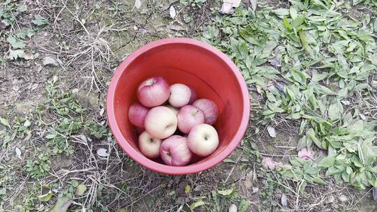 果树苹果采摘园摘苹果