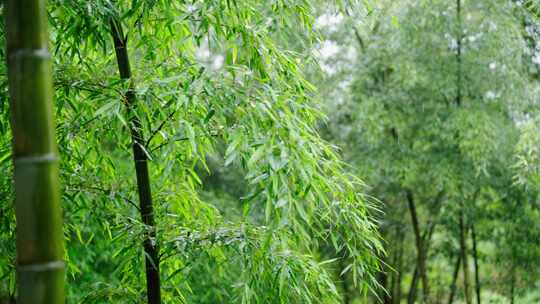 竹林竹叶禅意下雨天唯美空镜视频素材模板下载