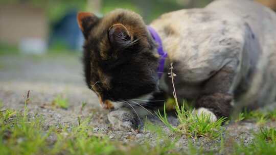 猫抓老鼠，在房子附近的草地上玩动物的街头
