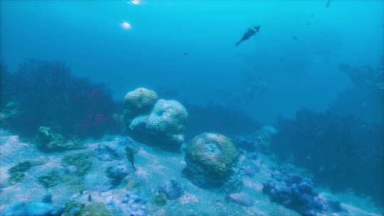 一群鱼在珊瑚礁上游泳