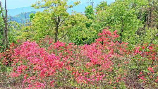 航拍高山杜鹃花4