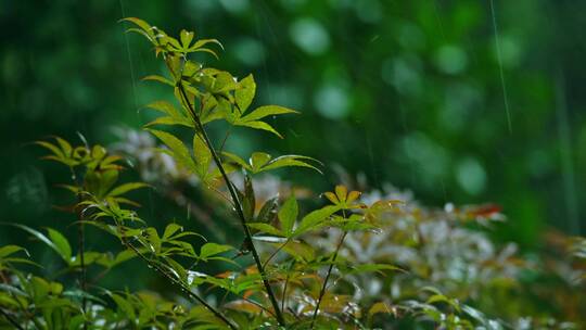 下雨枝叶摇摆