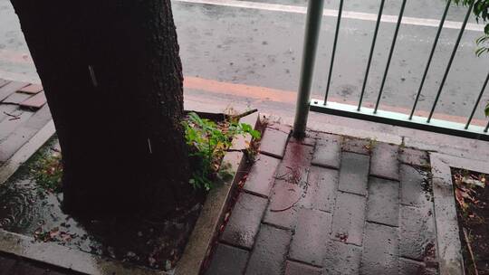 下雨天马路边树下植物【60帧】