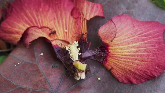火蚁动态觅食掉落的红芙蓉花及其黄色雌蕊，