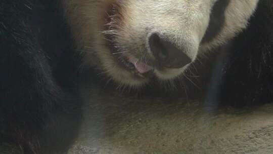 可爱国宝熊猫吃竹子生活日常记录