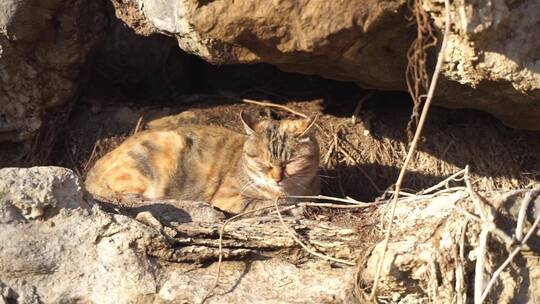 山林中的流浪猫在巢穴休息