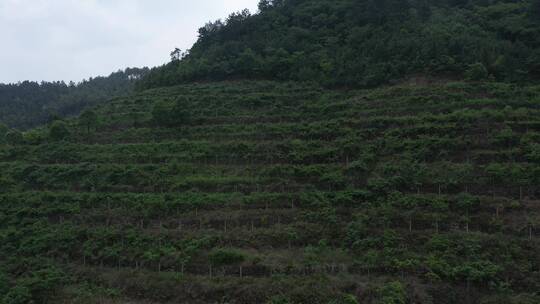 航拍大山里的果园