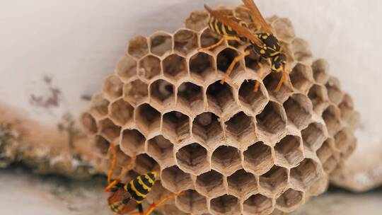 大马蜂蜂巢视频素材模板下载