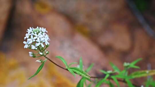 夏季雨后山间野花昆虫采蜜