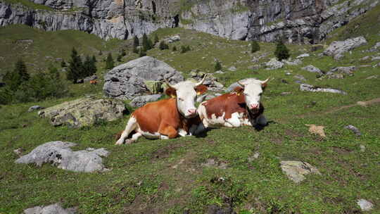 两头奶牛在瑞士阿尔卑斯山绿色郁郁葱葱的草地上，咀嚼着青草。