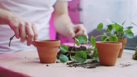 将Pileas植物移植到陶罐中