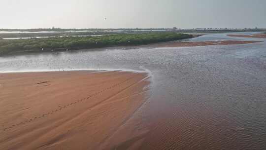 湛江乐民港红树林白鹭滩涂湿地保护区航拍