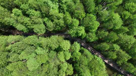 4K航拍浙江杭州临安青山湖水上森林