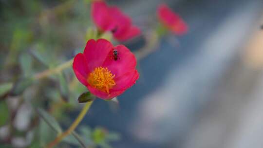 万物生长季节花园花丛鲜花盛开蜜蜂