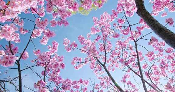 春天春季唯美的樱花空镜实拍