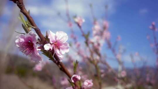 春天桃花