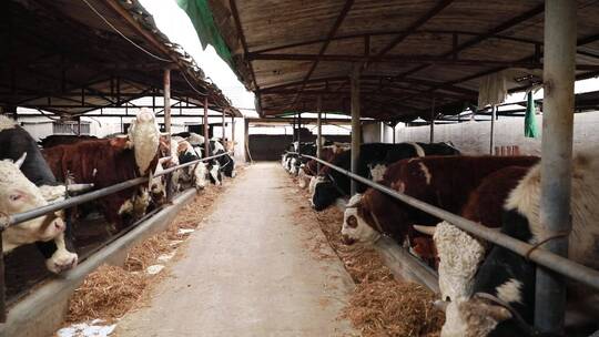 牛 黄牛养殖 畜牧业养牛厂牛圈肉牛养牛厂视频素材模板下载