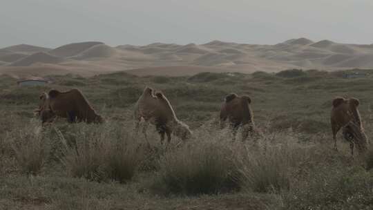 一群骆驼在吃草
