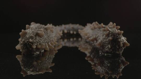 海参25mm超微距移动拍摄LOG视频素材