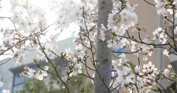 公寓楼前樱花盛开 春回大地阳光春意