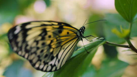 美丽蝴蝶-自然-草丛中的叶子视频素材模板下载