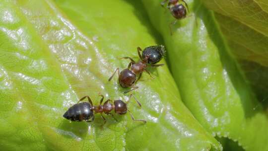 幼蚁栖息在绿叶上的生活