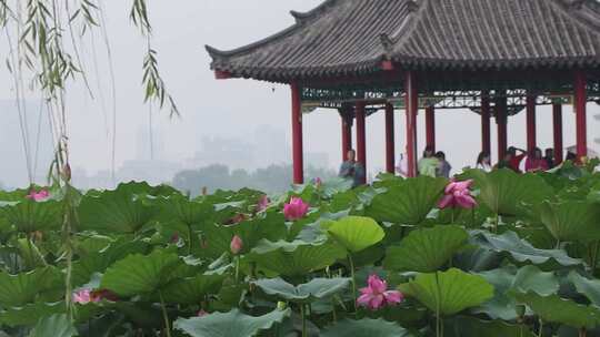 济南夏季大明湖，雨中荷花盛开娇艳醉人