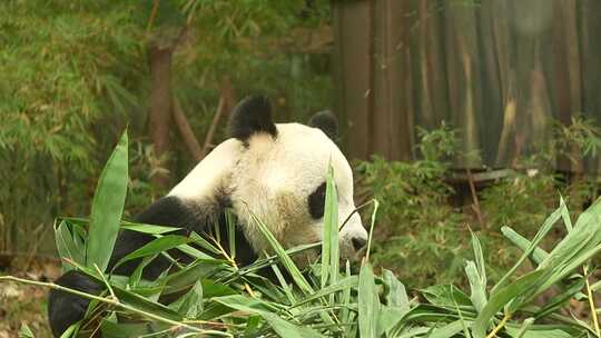 熊猫萌萌在竹林中啃食竹叶的场景