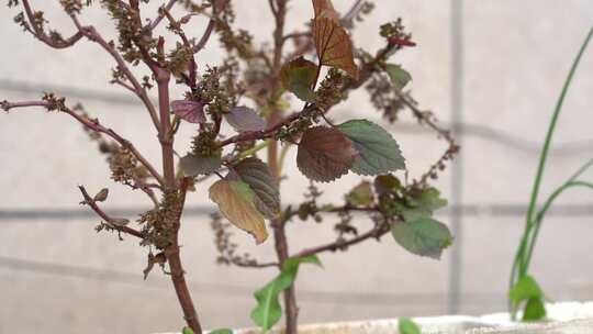 紫苏属 观赏 植物 被子植物 绿植