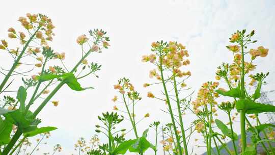 油菜花春天油菜花海油菜花田菜花花海