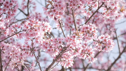 盛开在春天的粉色樱花视频素材模板下载