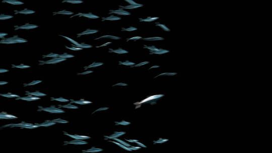 三维沙丁鱼鱼群合成水底动画 (4)视频素材模板下载