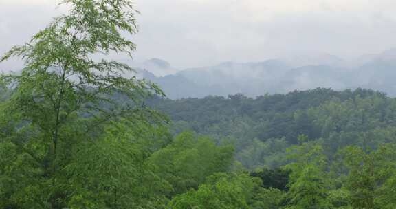 绿色山林森林竹海云海云雾 安徽山区