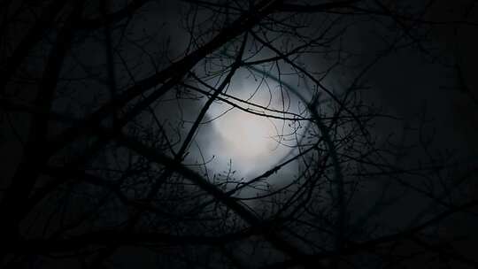 枯树枝上明亮的月亮