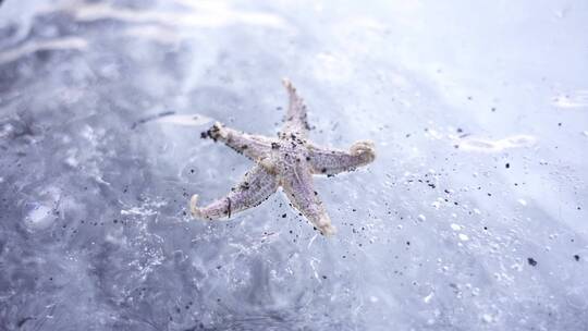 冰冻在水中的海星