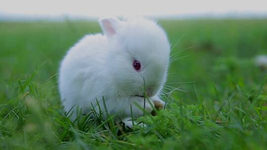兔子 田园兔
