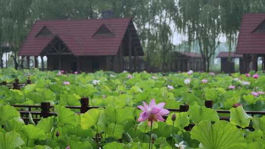 夏季公园荷花盛开唯美花瓣