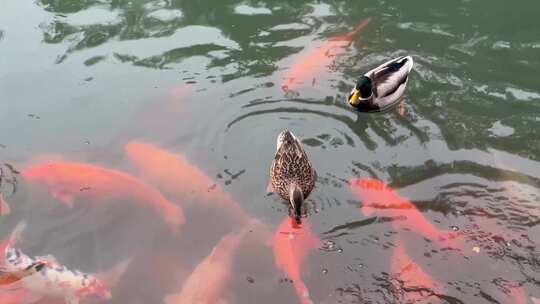 北海公园野鸭子和锦鲤鲤鱼生态