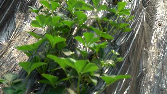凤梨草莓 草莓 草莓叶 草莓幼苗 植物 水果