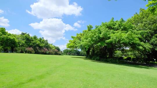 夏天蓝天白云阳光草坪草地绿地树林森林公园