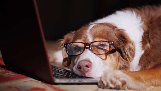 戴眼镜的狗在电脑前睡觉