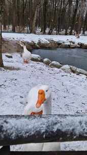 一只白鹅站在栅栏附近的雪地里