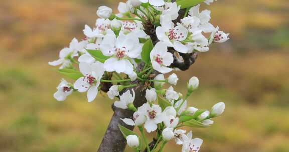 春天乡村果园梨树绽放的美丽洁白梨花特写