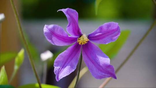 铁线莲植物的四瓣紫色花