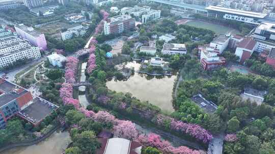 中国广东省广州市从化区华软异木棉