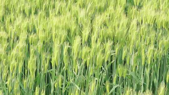 4K初夏小麦随风摇曳的麦穗