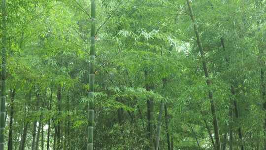 竹海竹叶沉浸式雨天滴水的竹林