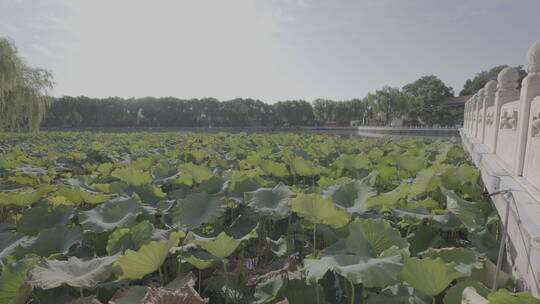 北京北海公园 白塔